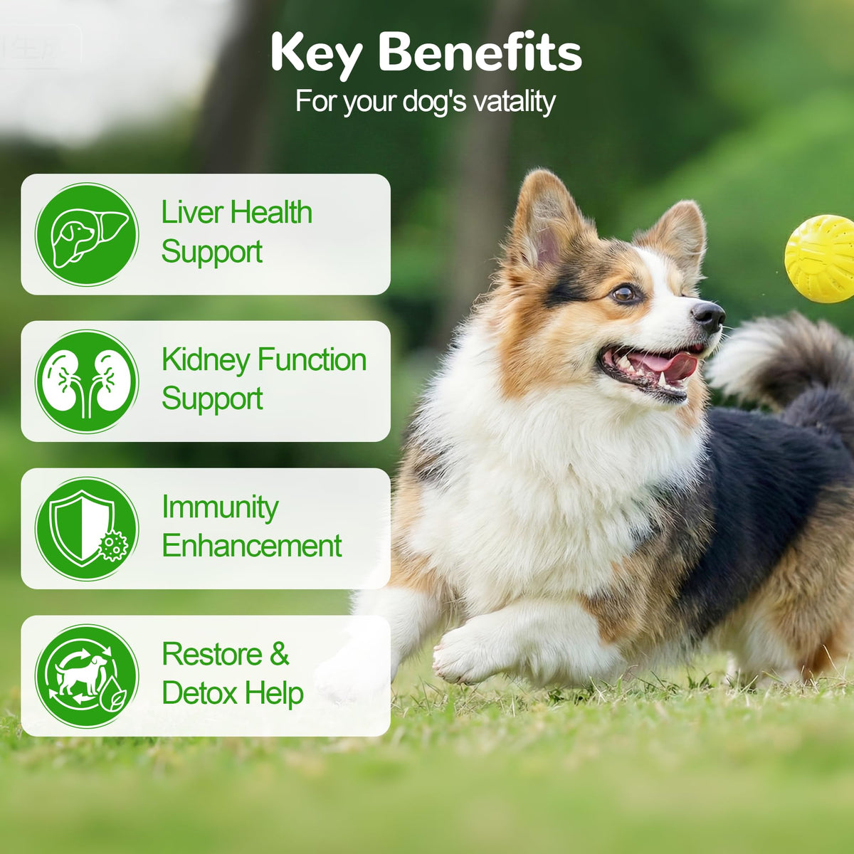 Dog Liver Support Supplement, Milk Thistle 200ct D923617