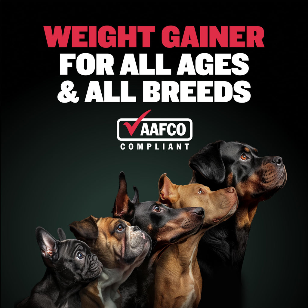 Dog Muscle & Weight Gain Liquid Bundle Y49830