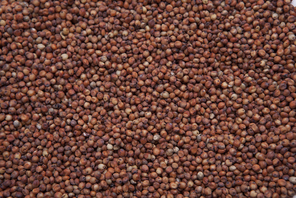 Red Milo Grain Sorghum K223
