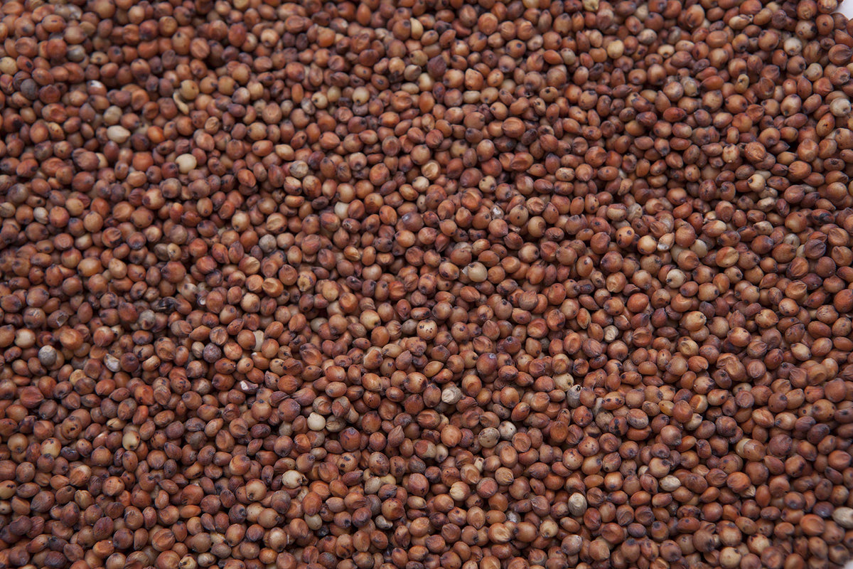 Red Milo Grain Sorghum K223